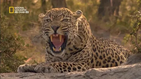 تردد قناة ناشيونال جيوغرافيك أبوظبي 2025.. استكشف أسرار الطبيعة ومغامرات العلم بجودة HD