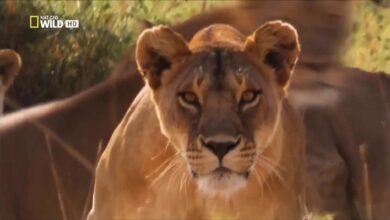 تردد قناة ناشيونال جيوغرافيك أبوظبي 2026 لمشاهدة أروع الوثائقيات بجودة HD