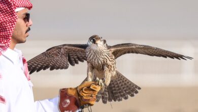 انطلاقة النسخة التاسعة لمهرجان القصيم للصقور غدًا.. منافسات مثيرة وحضور جماهيري كبير يرفع سقف الإثارة