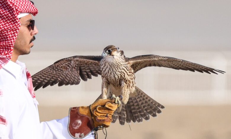 انطلاقة النسخة التاسعة لمهرجان القصيم للصقور غدًا.. منافسات مثيرة وحضور جماهيري كبير يرفع سقف الإثارة
