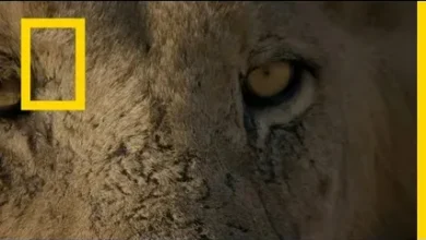 تابع أروع المغامرات والاكتشافات.. أحدث تردد قناة ناشيونال جيوغرافيك أبوظبي 2026