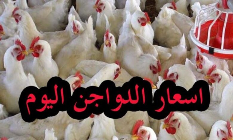 أسعار الفراخ تشهد تغييرات اليوم في بورصة الدواجن.. إليك التفاصيل