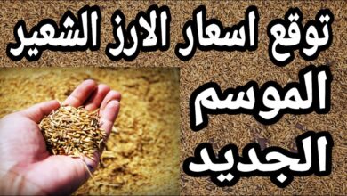 آخر أسعار الأرز الشعير اليوم الخميس 12 فبراير 2026 في الأسواق وتجار التجزئة