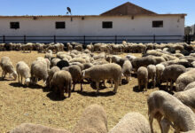 تحديث عاجل.. إغلاق منصة أضاحي قريبًا مع احتمالية إعادة فتح التسجيل مجددًا