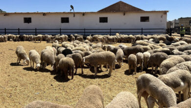 تحديث عاجل.. إغلاق منصة أضاحي قريبًا مع احتمالية إعادة فتح التسجيل مجددًا