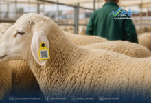 خطوة بخطوة.. طريقة تتبع أضحيتك بعد التسجيل على منصة أضحية العيد 2026 بسهولة