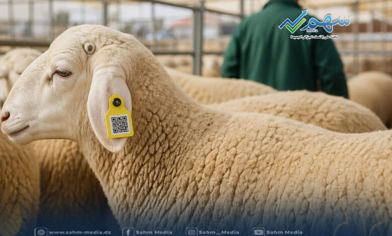 خطوة بخطوة.. طريقة تتبع أضحيتك بعد التسجيل على منصة أضحية العيد 2026 بسهولة