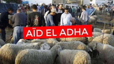 قفزة غير مسبوقة.. أسعار أضاحي العيد في تونس 2026 تثير الجدل وتوقعات السوق